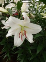 [5165 Zambesi Mak No01.JPG]